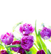 Tulips border