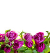Tulips border