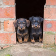 Small brown dachshunds