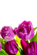 Tulips border
