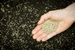 Hand holding grass seed