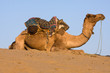 Photo: Camel at the Pushkar Fair , Rajasthan, India Camel at the Pushkar Fair , Rajasthan, India