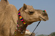 Photo: Camel at the Pushkar Fair , Rajasthan, India Camel at the Pushkar Fair , Rajasthan, India