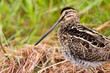 African snipe in wetland