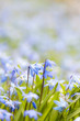 Spring blue flowers glory-of-the-snow