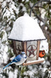 Birds on bird feeder in winter