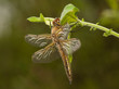 Libellula quadrimaculata