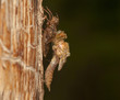 Libellula quadrimaculata
