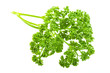 Parsley branch
