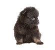 Portrait of pomeranian spitz