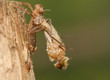 Libellula quadrimaculata