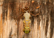 Libellula quadrimaculata