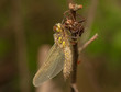Libellula quadrimaculata