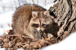 raccoon in winter