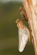 Libellula quadrimaculata