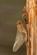Libellula quadrimaculata