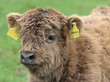 Schottisches Hochlandkalb