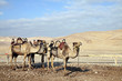 Camels in the desert