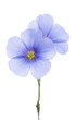 Foto: Flowers of flax Flowers of flax