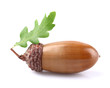 Foto: Acorn with leaf Acorn with leaf