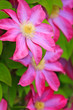 Photo: flowers flowers