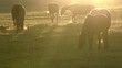 Morning Pasture. Motion at a rate of 240 fps