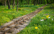 Schienen und Blumenwald
