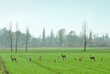 roe deer