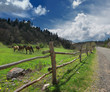 Foto: Horses in the mountains and the fence Horses in the mountains and the fence
