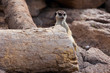 Meerkat on rock background