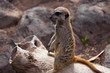 Meerkat on rock background