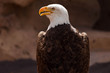 American Eagle profile view of the background of rocks