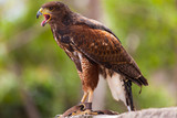 Golden Eagle