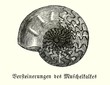 Ammonit (Alte Lithographie)