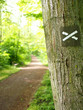Wanderweg im Wald