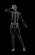 Female medical skeleton