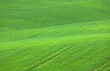 marks in the green field