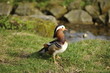Mandarin duck (Aix galericulata)