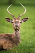 Red Deer