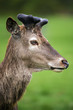 Red Deer