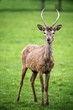 Red Deer