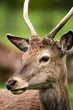 Red Deer