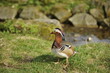 Mandarin duck (Aix galericulata)