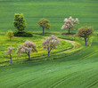 Foto: blooming tree in the field blooming tree in the field