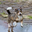 Dynamischer Mischlingshund