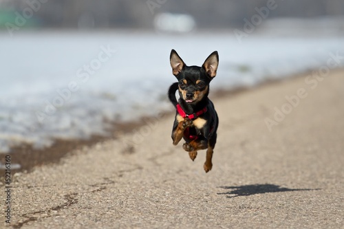 Photo: Zwergpinscher Zwergpinscher