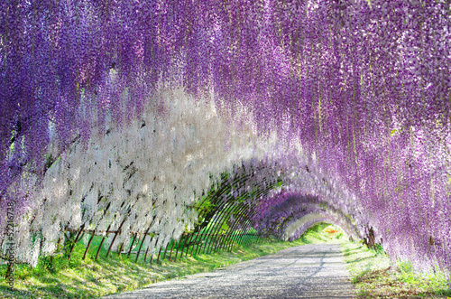 Photo: Flower arch 花のアーチ Flower arch 花のアーチ