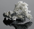 white coral