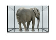 fish tank and elephant