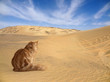 desert with cat